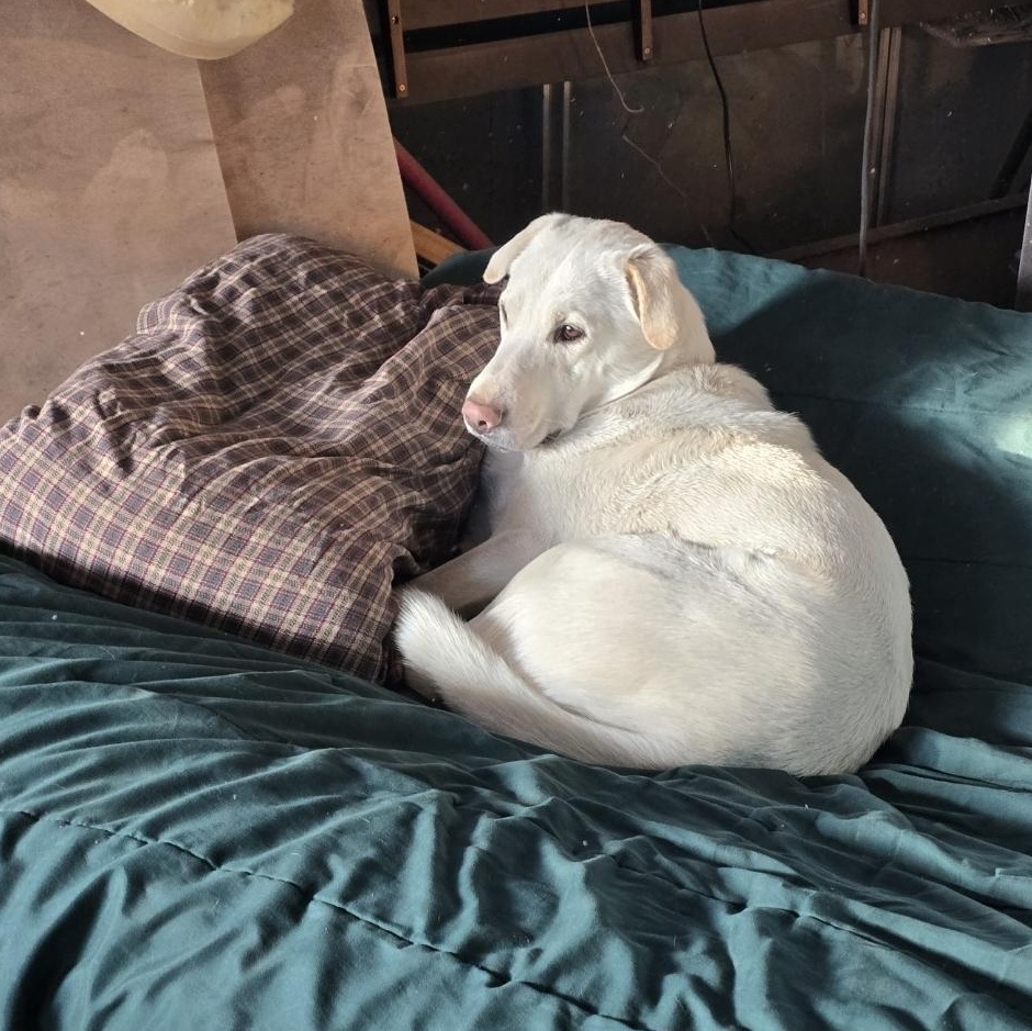 Domino, a Adoptable mixed breed in Bristol, VT image 2/5