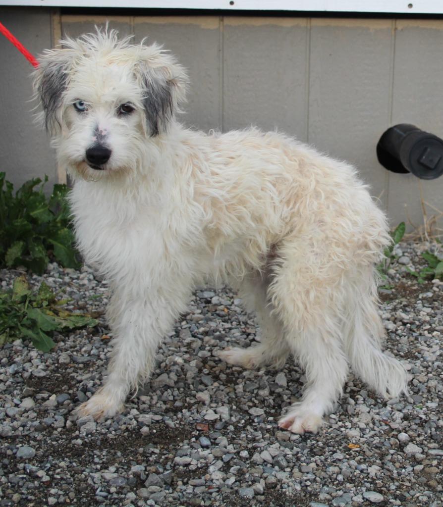 Burlington, Adoptable, Young Male Poodle & Mixed Breed.