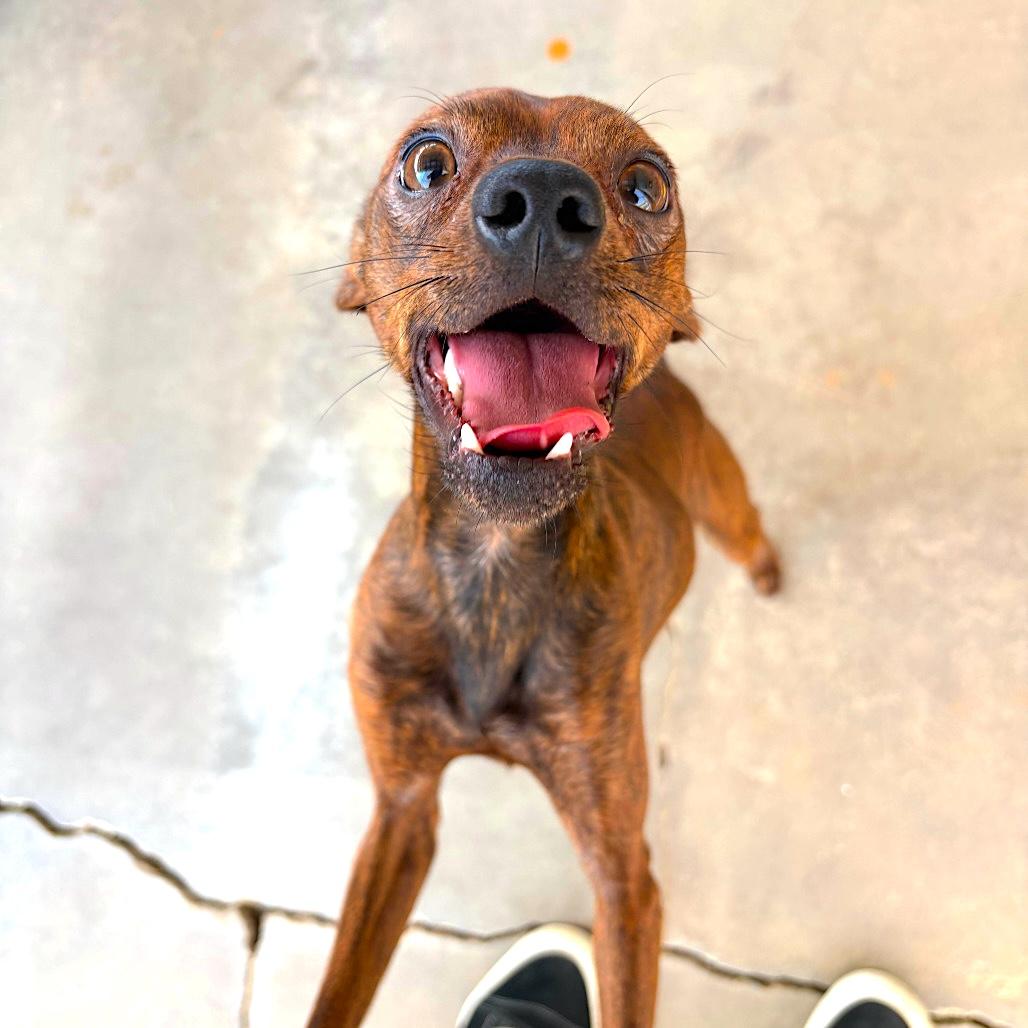 LOUIE, adoptable, Young Male Chihuahua & Italian Greyhound.