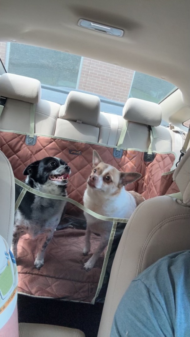 Butterscotch, a Adopted mixed breed in Sanford, NC image 1/2