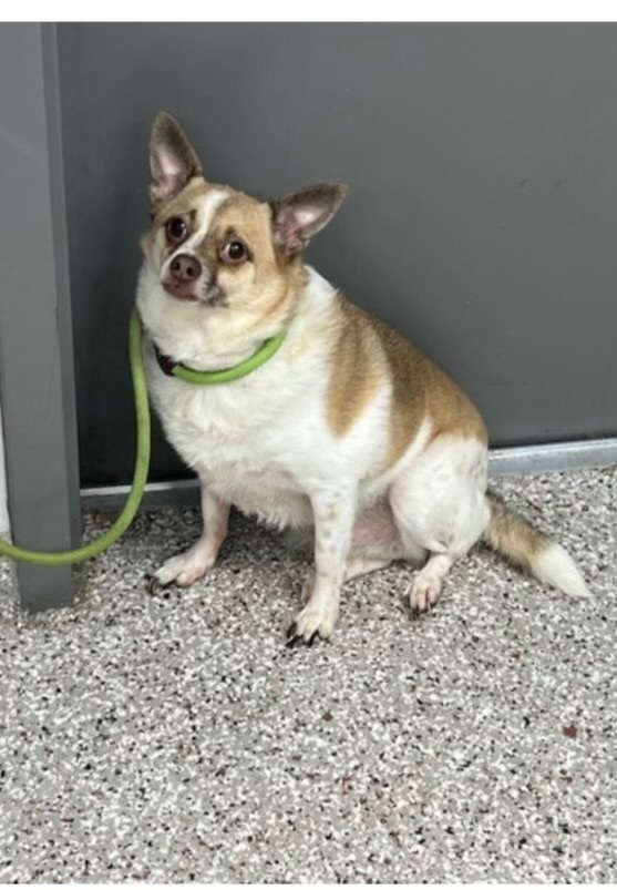 Butterscotch, a Adopted mixed breed in Sanford, NC image 2/2