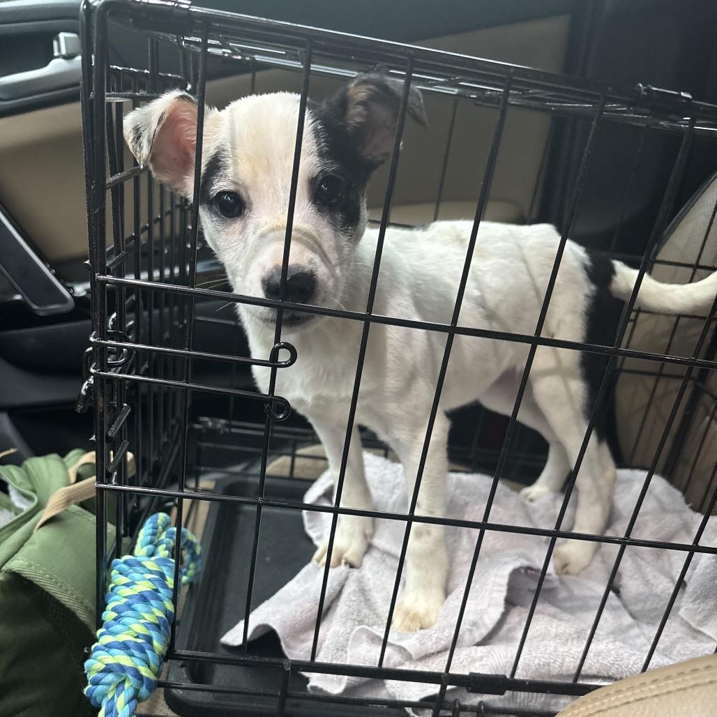 Dyani, Adoptable, Young Female Mixed Breed.