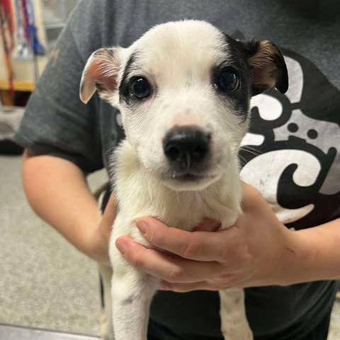 Dyani, a Adoptable mixed breed in Fredericksburg, VA image 2/6