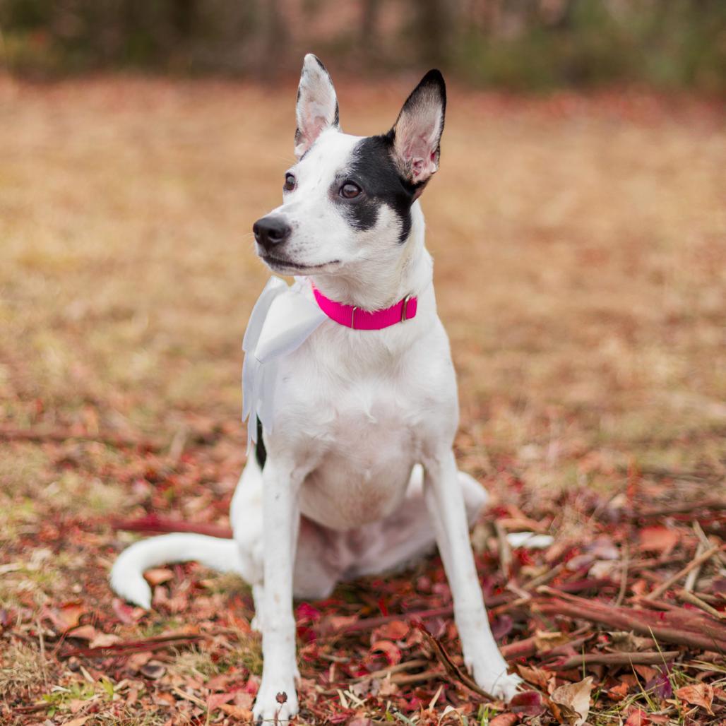 Dyani, a Adoptable mixed breed in Fredericksburg, VA image 3/6