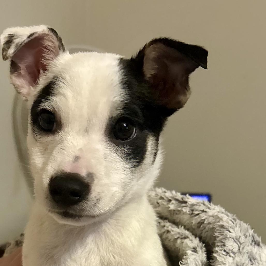 Dyani, a Adoptable mixed breed in Fredericksburg, VA image 5/6