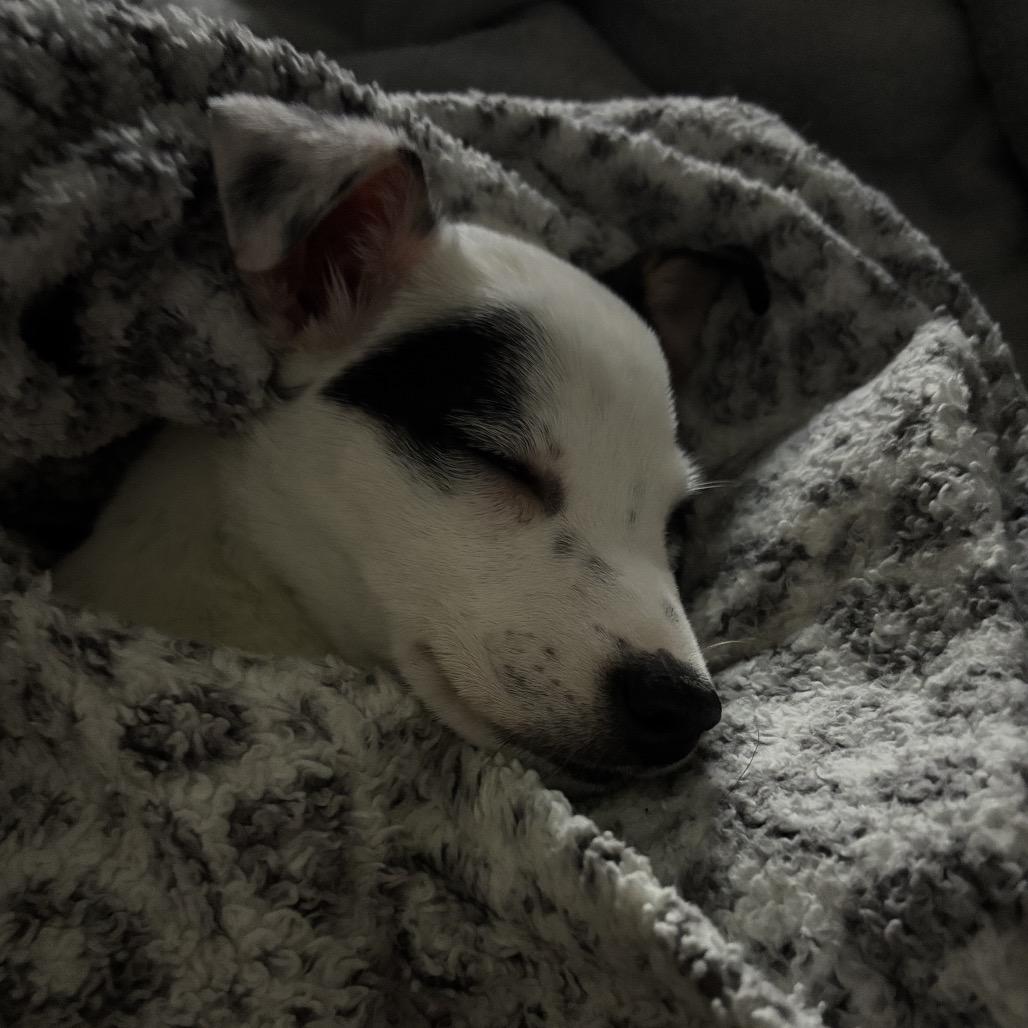 Dyani, a Adoptable mixed breed in Fredericksburg, VA image 6/6