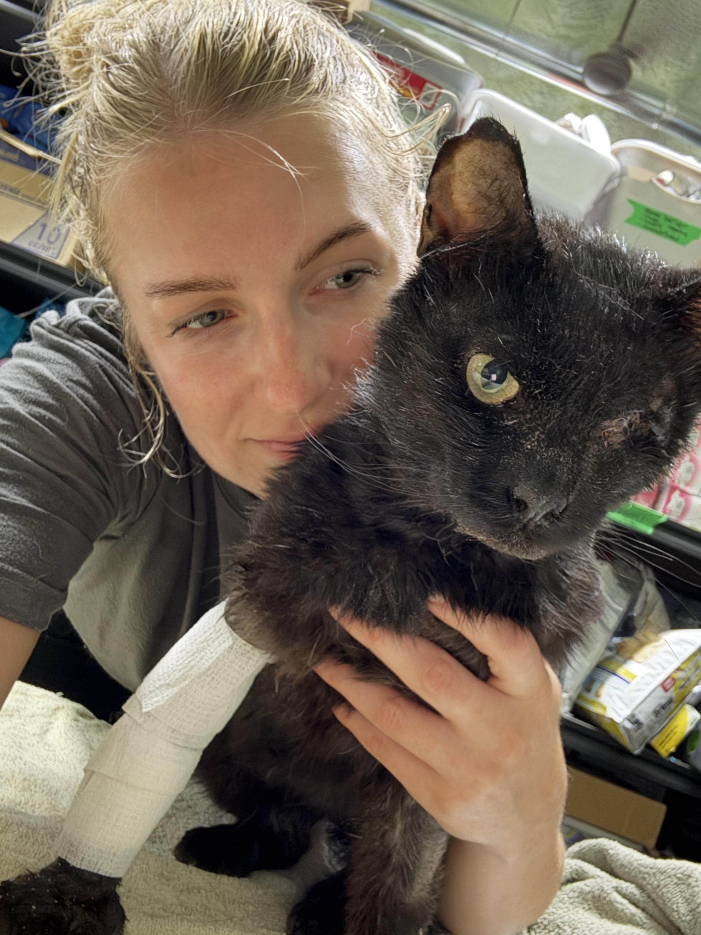 Enlarge SCRAPPY, an adopted Domestic Short Hair in Tillsonburg, ON image 3/6