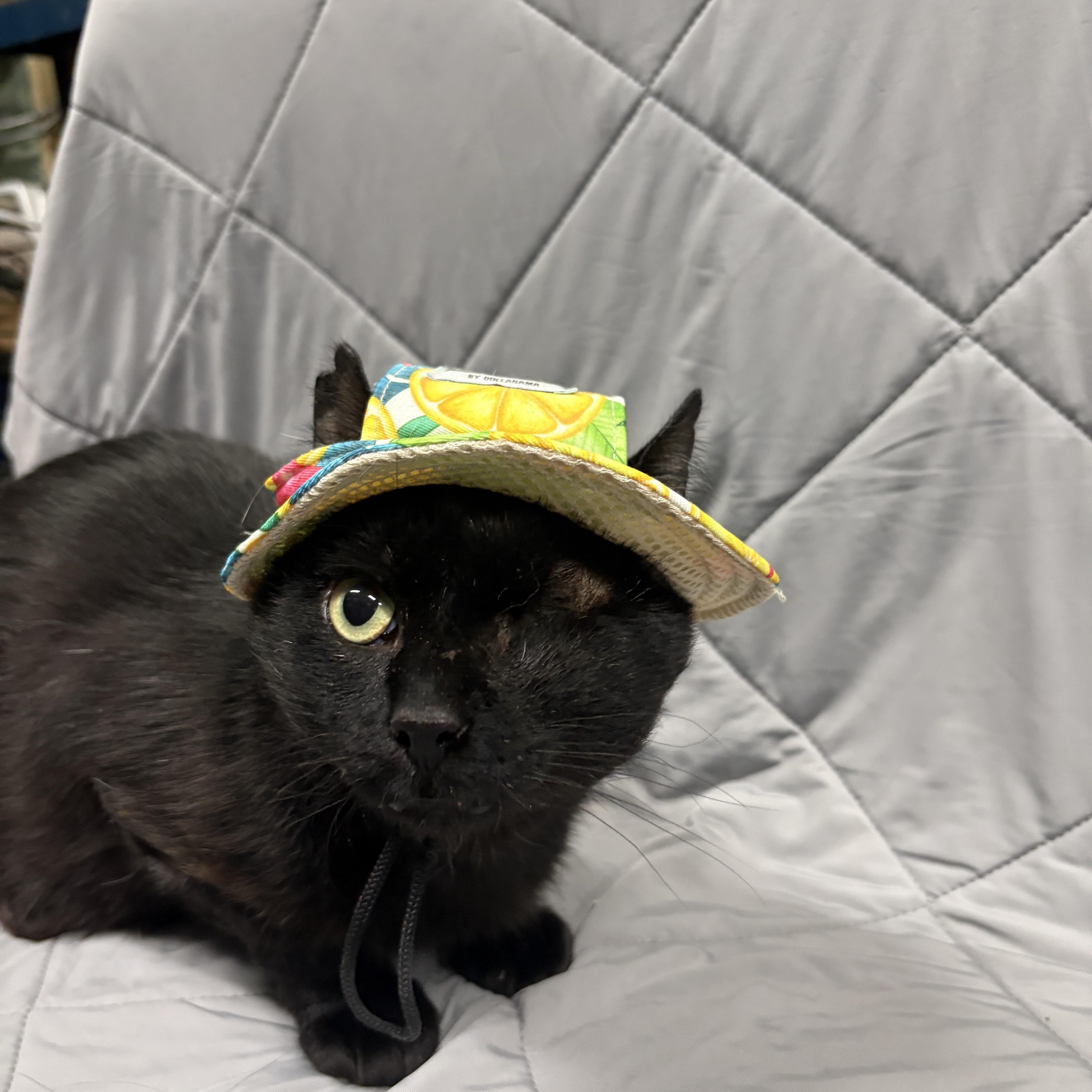 Enlarge SCRAPPY, an adopted Domestic Short Hair in Tillsonburg, ON image 1/6