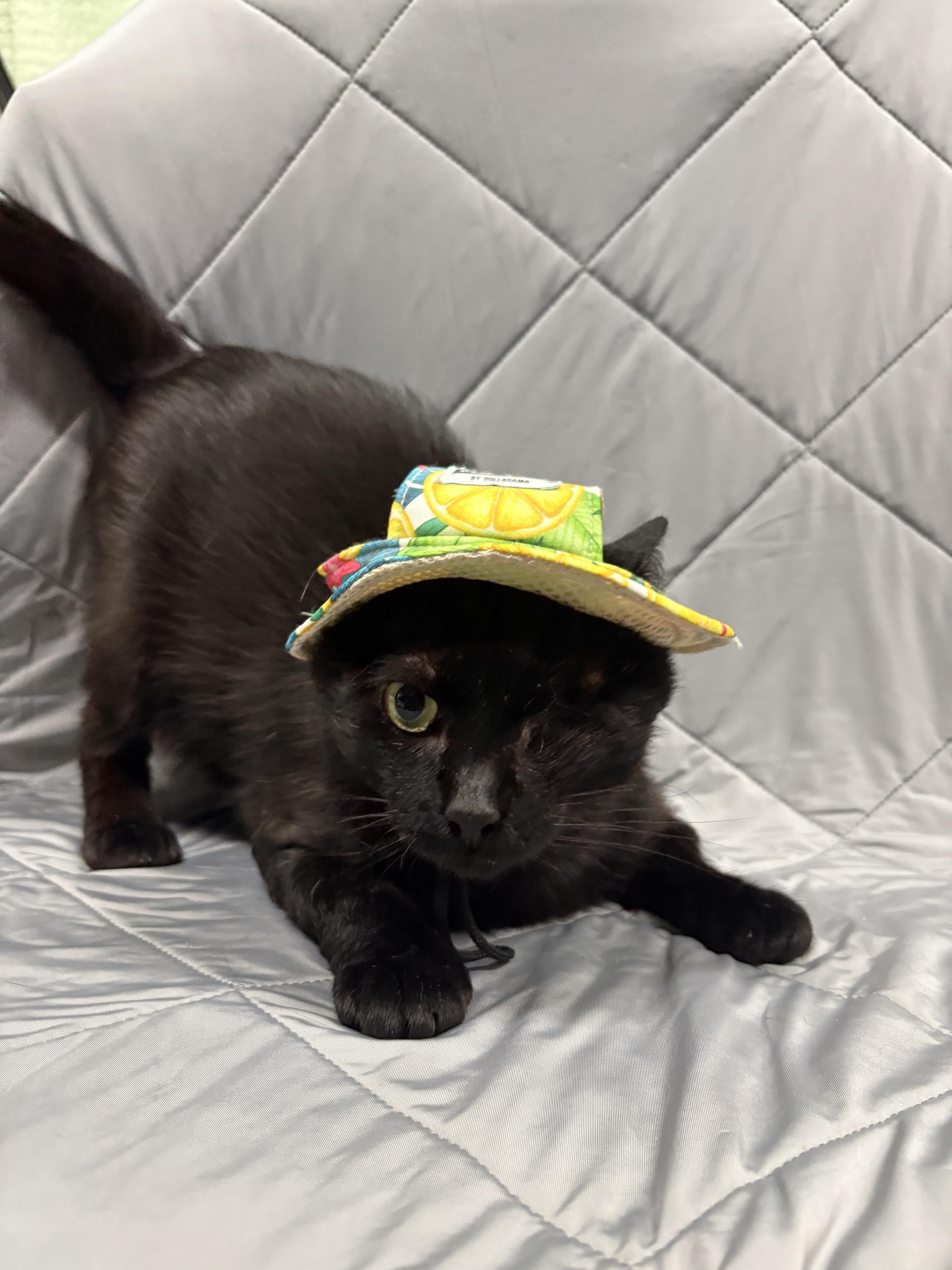 Enlarge SCRAPPY, an adopted Domestic Short Hair in Tillsonburg, ON image 6/6
