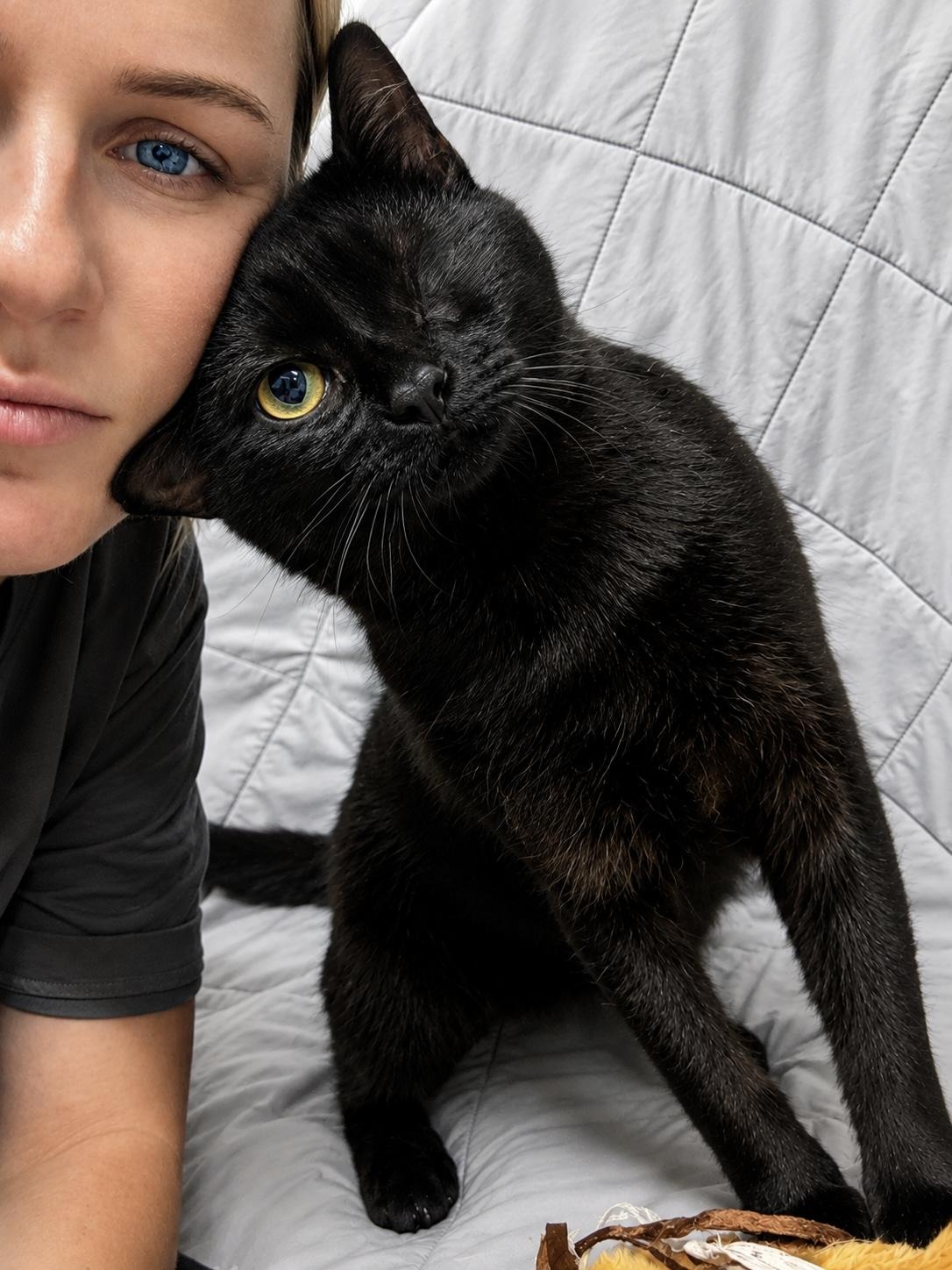 Enlarge SCRAPPY, an adopted Domestic Short Hair in Tillsonburg, ON image 2/6