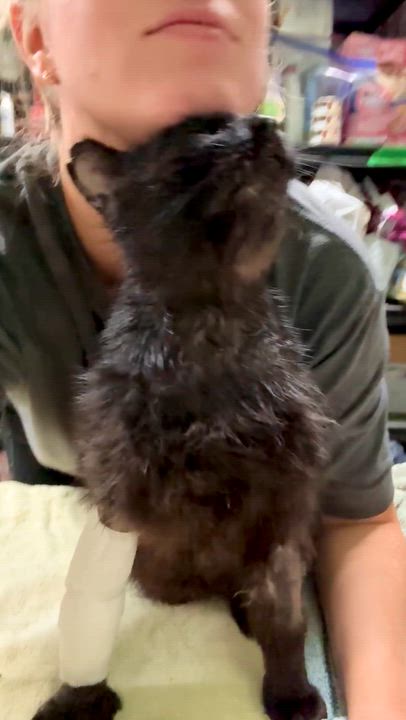 Enlarge SCRAPPY, an adopted Domestic Short Hair in Tillsonburg, ON video 4/6