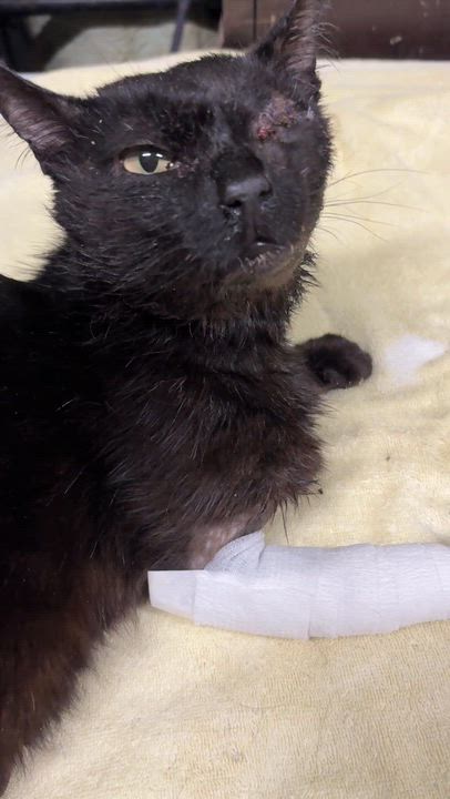 Enlarge SCRAPPY, an adopted Domestic Short Hair in Tillsonburg, ON video 5/6