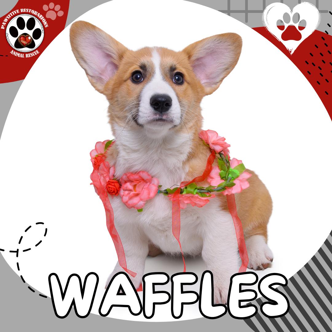 WAFFLES, Adoptable, Puppy Female Pembroke Welsh Corgi.