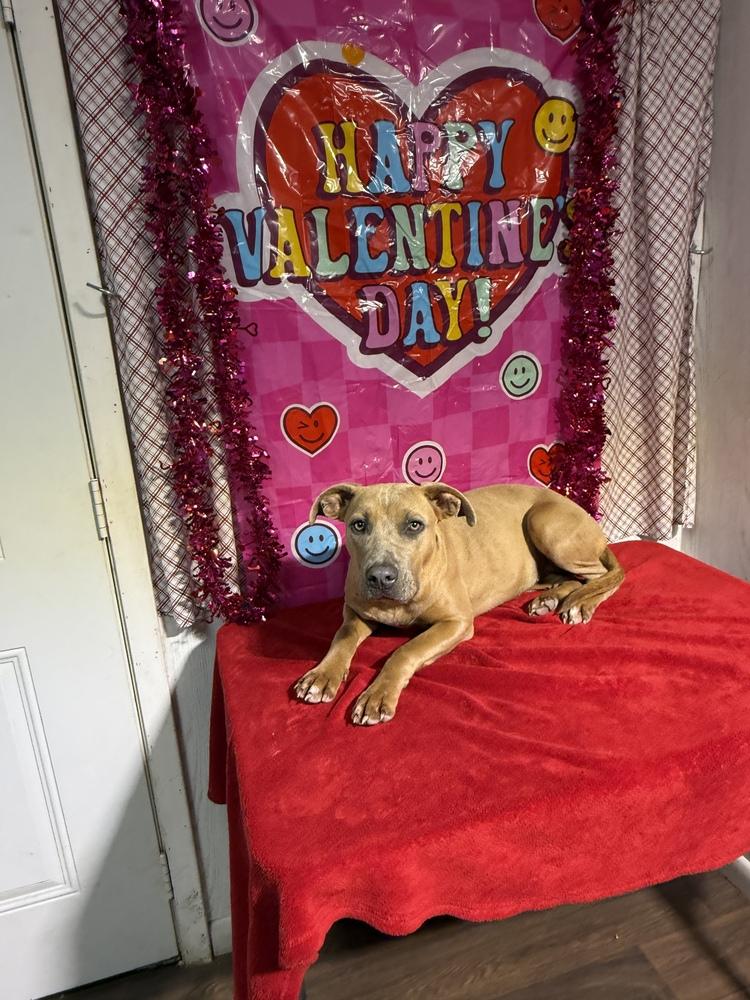 Enlarge Snickerdoodle, a Adoptable mixed breed in Opelousas, LA image 1/3