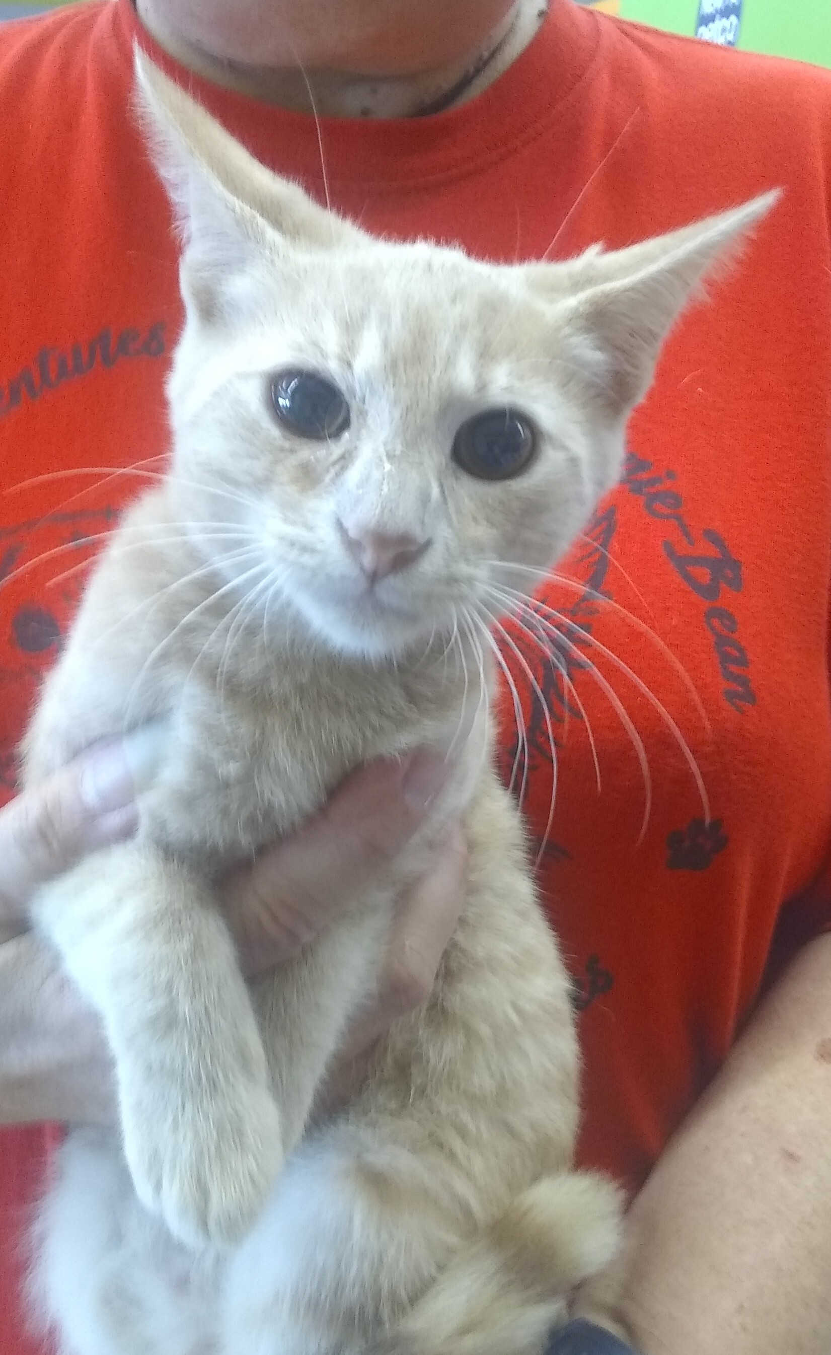 Dave, Adoptable, Adult Male Domestic Short Hair.