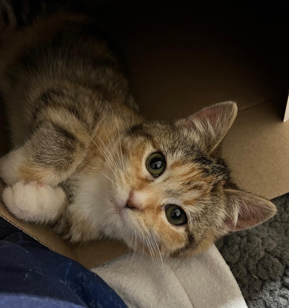 Ulla, Adoptable, Kitten Female Domestic Short Hair.