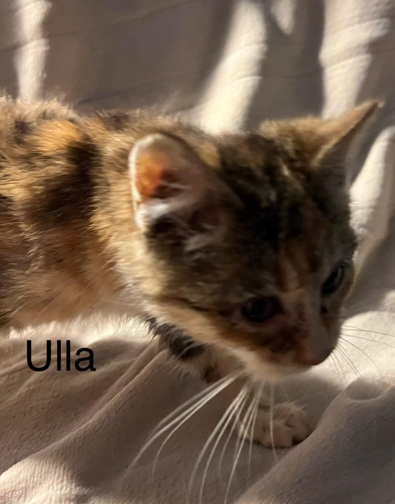 Enlarge Ulla, a Adoptable Domestic Short Hair in Cloquet, MN image 2/2