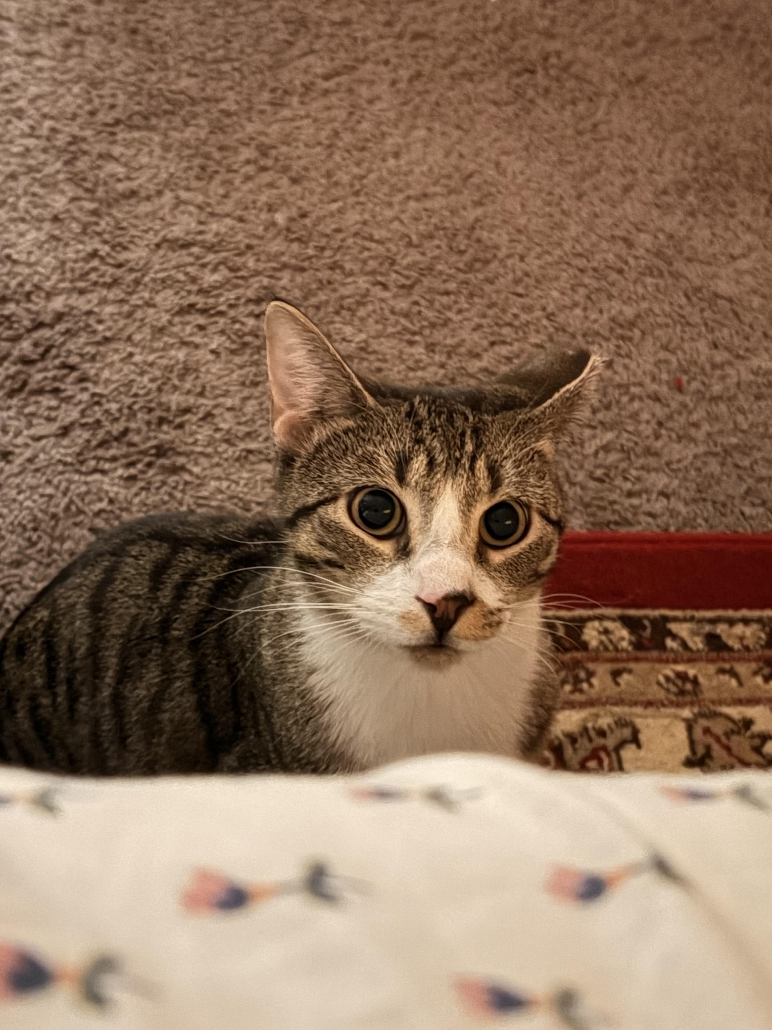 Enlarge Wesley (1/2 price adoption fee), a ADOPTABLE mixed breed in New York, NY image 5/6
