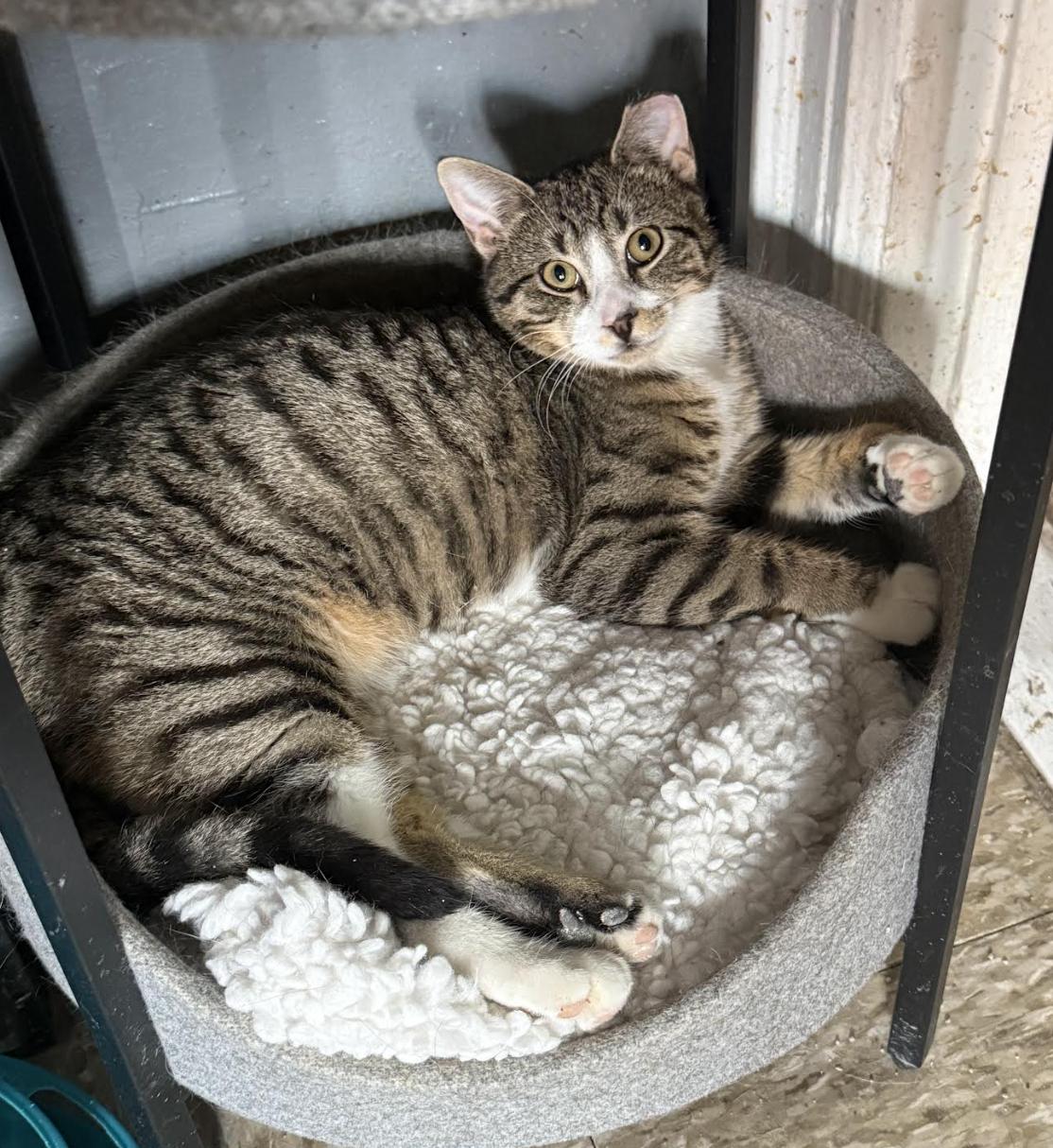 Enlarge Wesley (1/2 price adoption fee), a ADOPTABLE mixed breed in New York, NY image 2/6