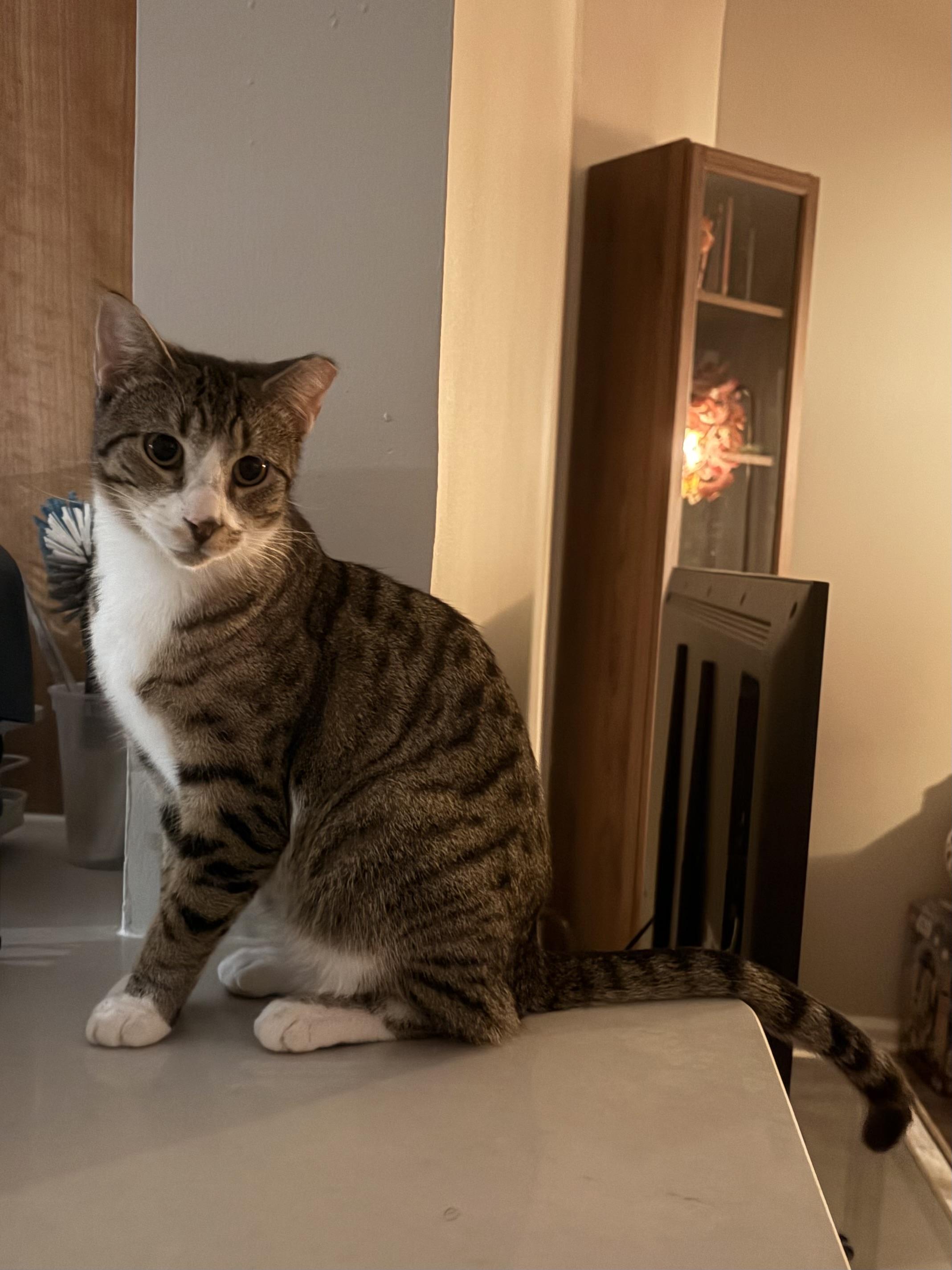 Enlarge Wesley (1/2 price adoption fee), a ADOPTABLE mixed breed in New York, NY image 6/6