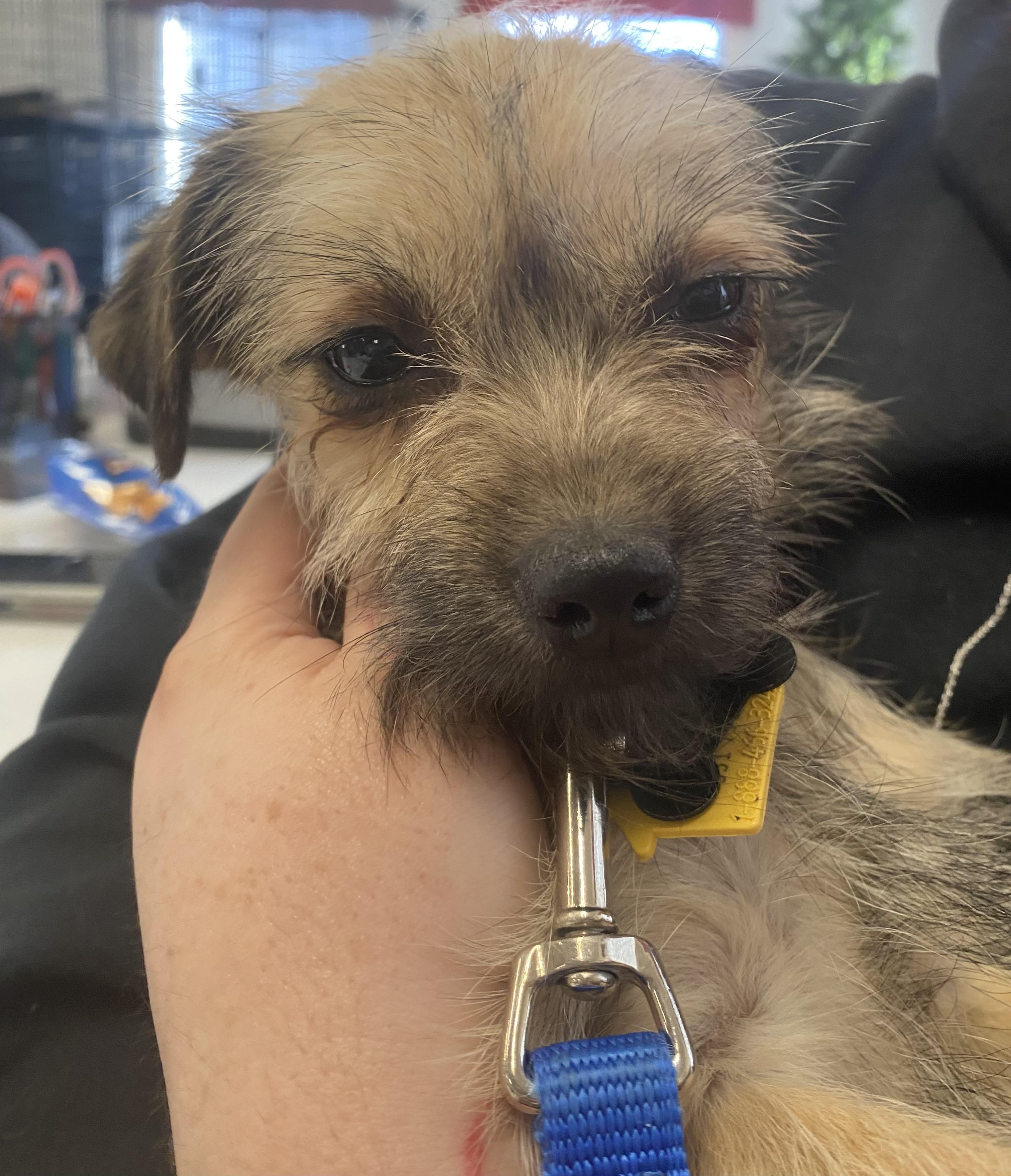 Lady, ADOPTABLE, Puppy Female Wirehaired Terrier & Yorkshire Terrier.