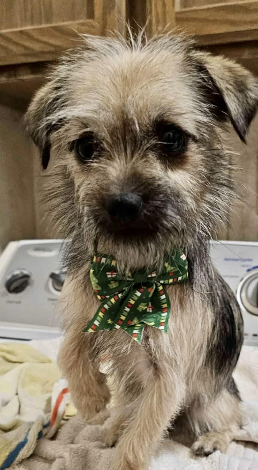 Lady, a ADOPTABLE mixed breed in Pocatello, ID image 4/4