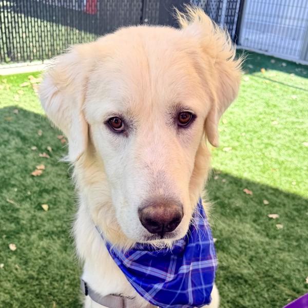 Enlarge Cobble, a Adoptable mixed breed in Walnut Creek, CA image 1/1