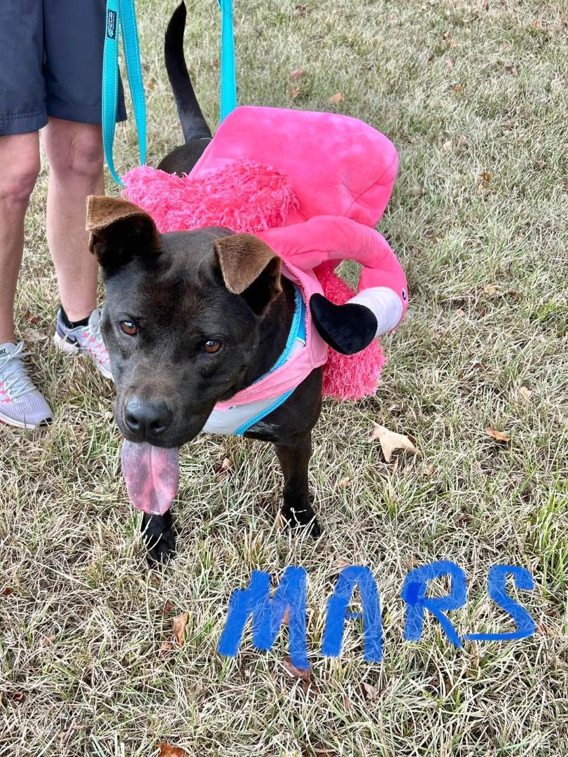 Mars, an adoptable Mixed Breed in Madison, MS, 39110 | Photo Image 2