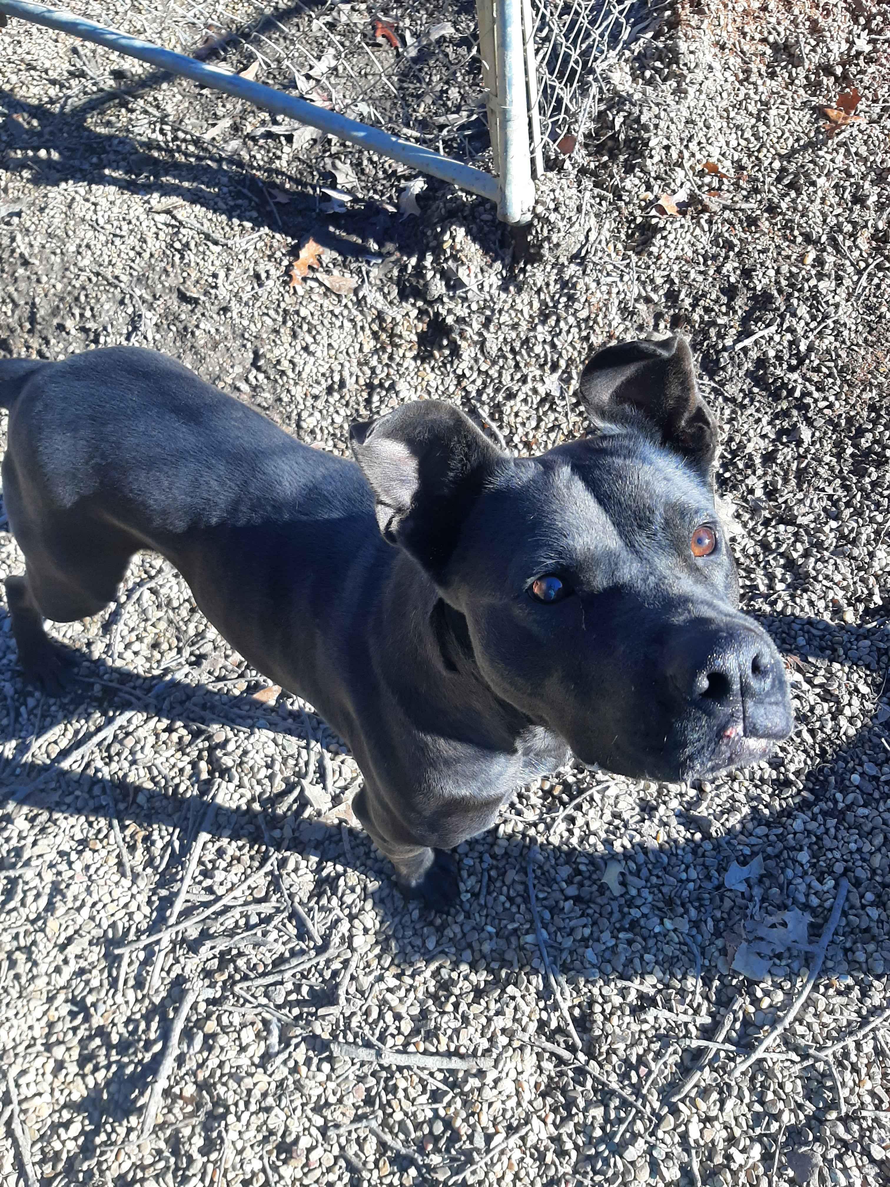 Mars, an adoptable Mixed Breed in Madison, MS, 39110 | Photo Image 1