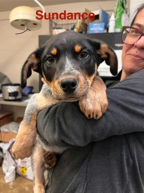 Enlarge Sundance, a ADOPTABLE mixed breed in Grass Valley, CA image 2/2
