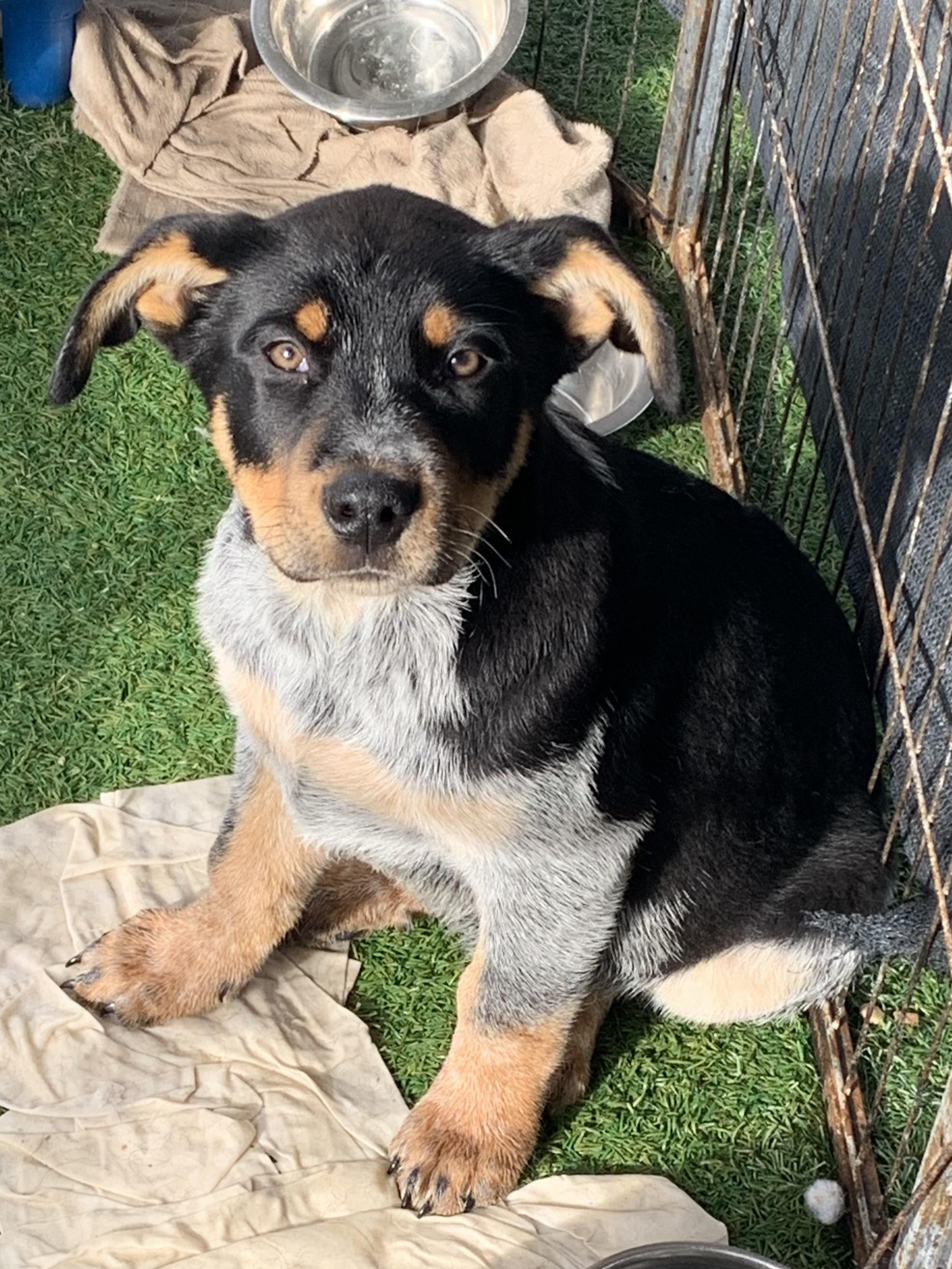 Enlarge Sundance, a ADOPTABLE mixed breed in Grass Valley, CA image 1/2