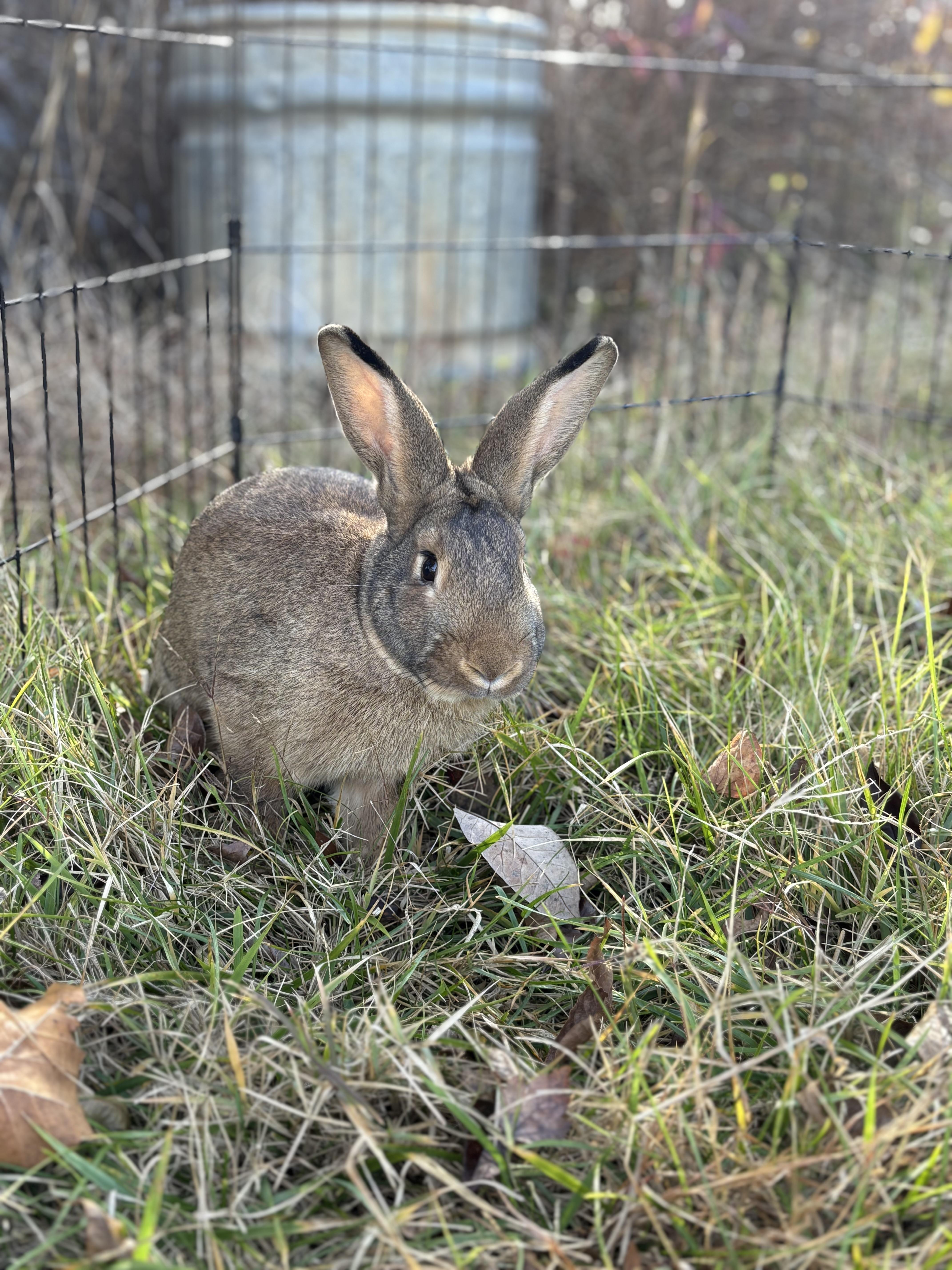 Enlarge Morris, a Adoptable Rex in Louisa, VA image 2/3