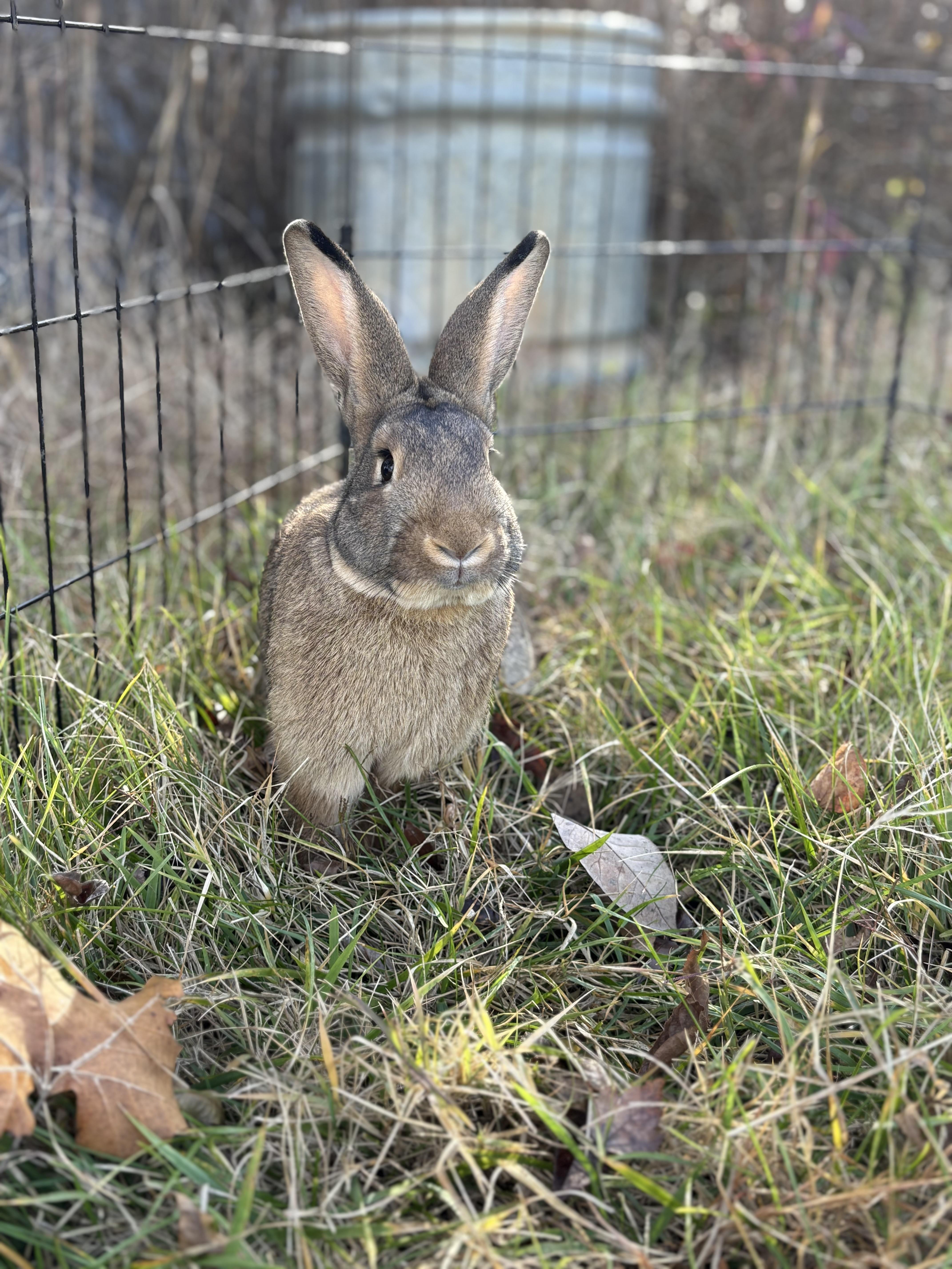 Enlarge Morris, a Adoptable Rex in Louisa, VA image 1/3