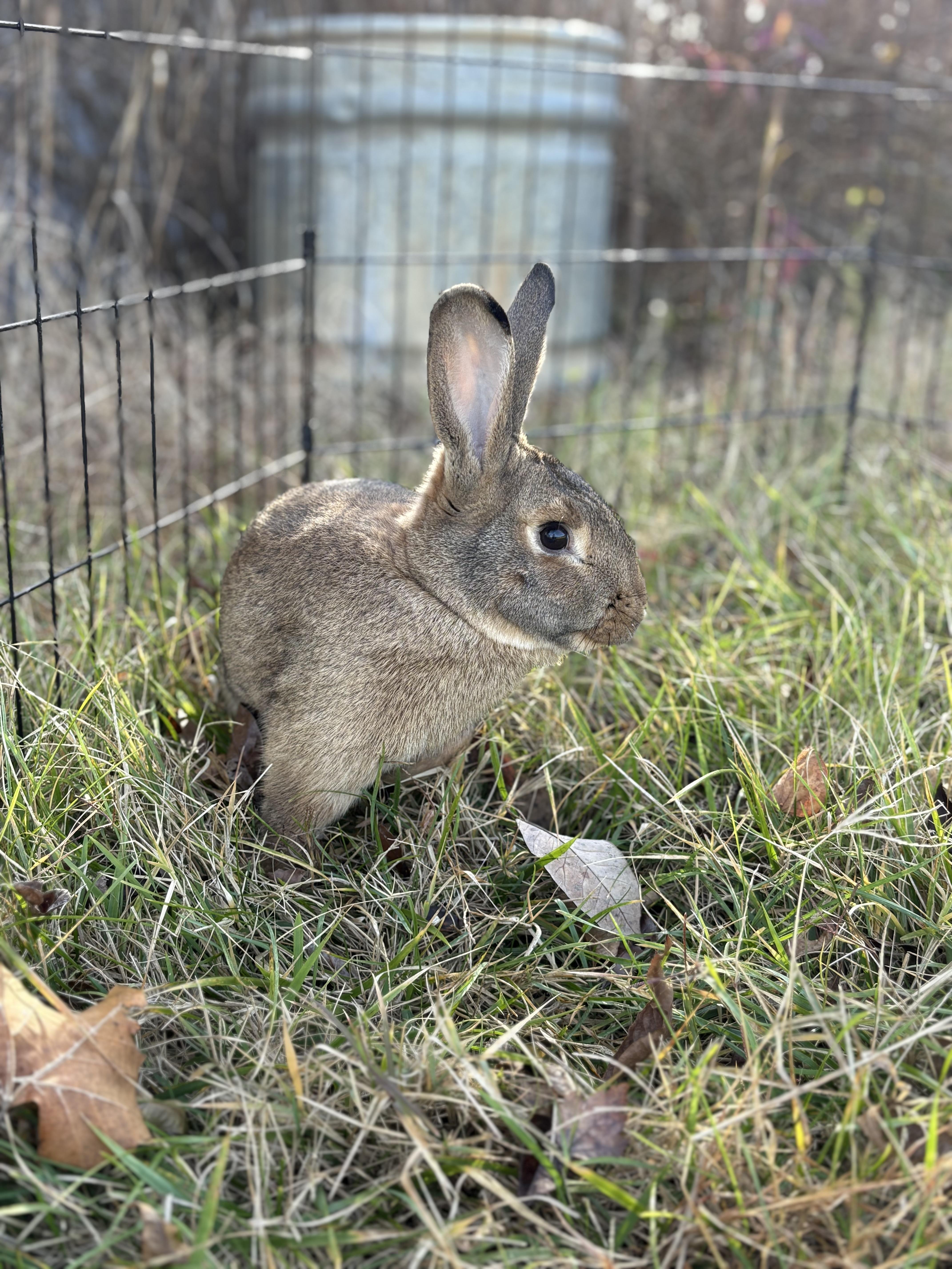 Enlarge Morris, a Adoptable Rex in Louisa, VA image 3/3