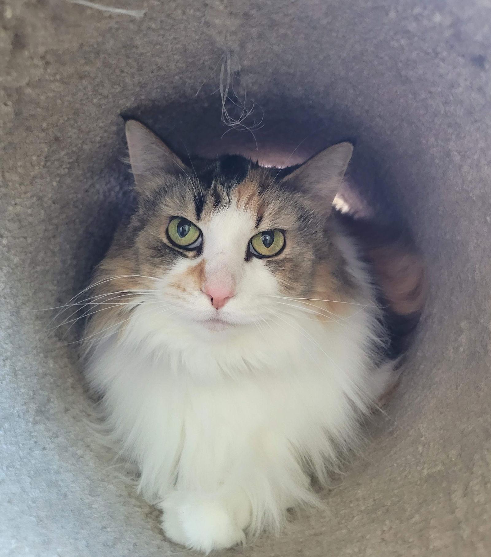 Gertrude, Adopted, Adult Female Domestic Long Hair & Calico.