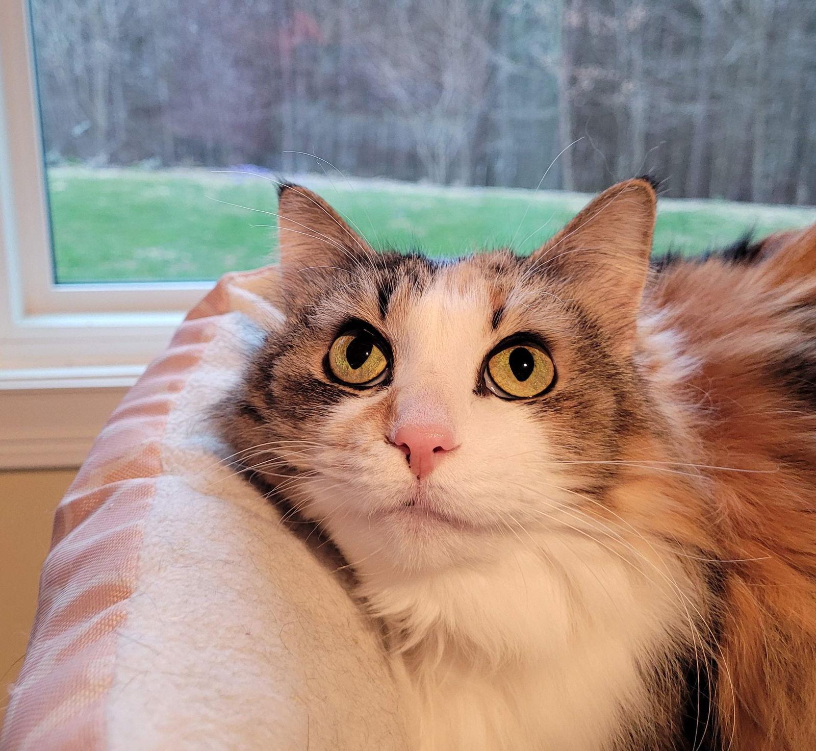 Enlarge Gertrude, a Adopted mixed breed in Traverse City, MI image 2/3