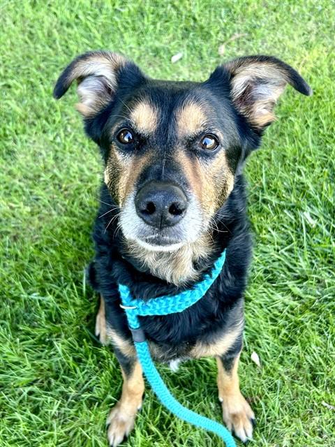 Enlarge FISHER, a Adoptable mixed breed in Sacramento, CA image 1/1