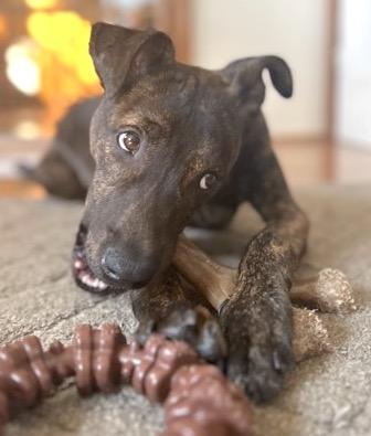 Danny, Adoptable, Young Male Manchester Terrier & Plott Hound.
