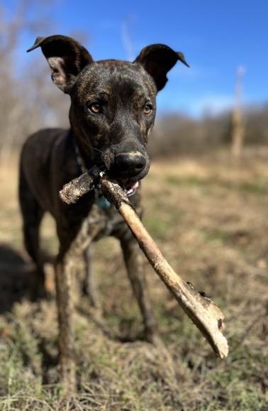 Danny, a Adoptable mixed breed in Mount Airy, NC image 2/6