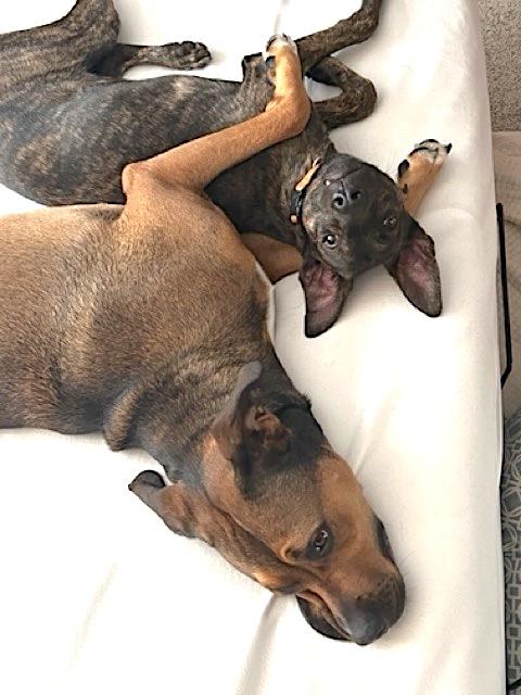 Danny, a Adoptable mixed breed in Mount Airy, NC image 3/6