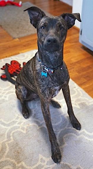 Danny, a Adoptable mixed breed in Mount Airy, NC image 4/6