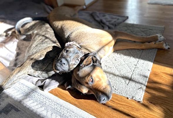 Danny, a Adoptable mixed breed in Mount Airy, NC image 5/6