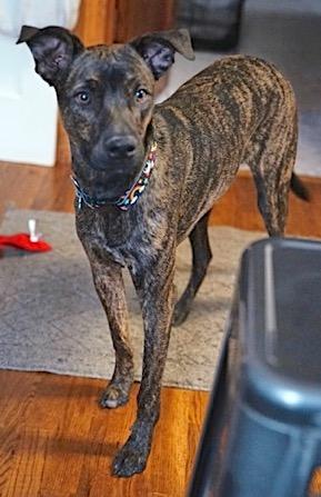 Danny, a Adoptable mixed breed in Mount Airy, NC image 6/6