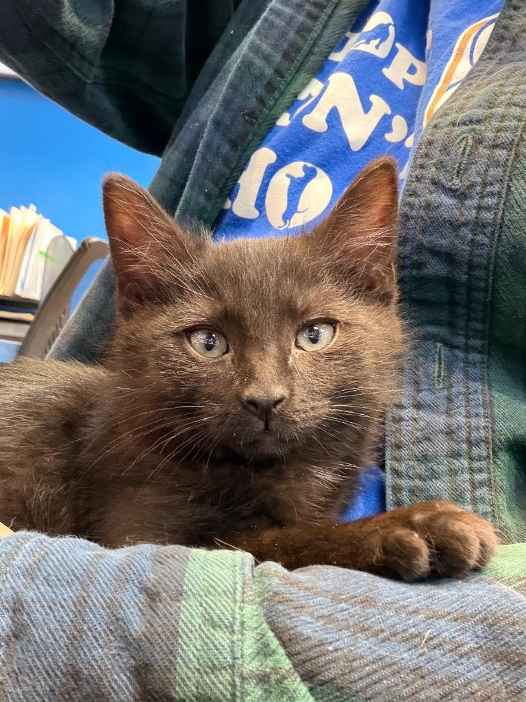 Snowball Fight thumbnail 2