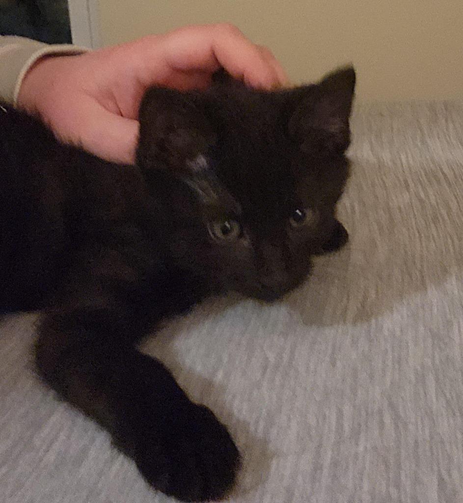 Snowball Fight thumbnail 4