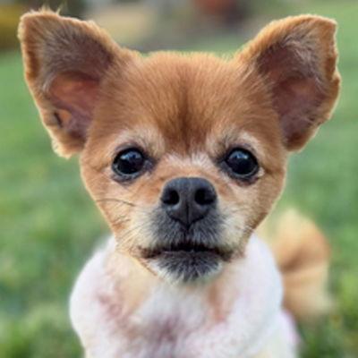 Belle, Adoptable, Adult Female Pomeranian.