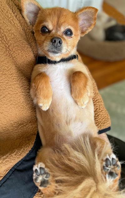 Enlarge Belle, a Adoptable Pomeranian in Arlington, VA image 2/3