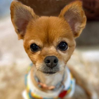 Enlarge Belle, a Adoptable Pomeranian in Arlington, VA image 3/3