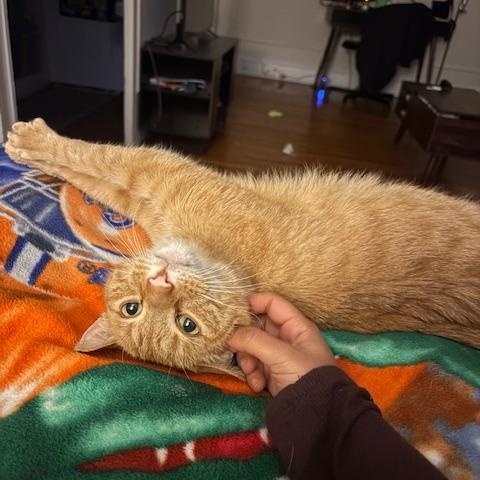 Enlarge Hugo, an adoptable Domestic Short Hair in Philadelphia, PA image 4/6