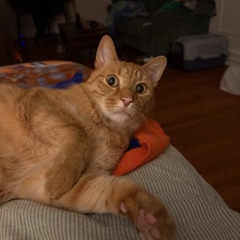 Enlarge Hugo, an adoptable Domestic Short Hair in Philadelphia, PA image 5/6